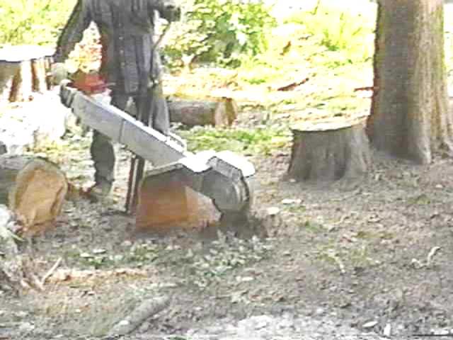 tree-removal-big