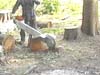tree-removal-big